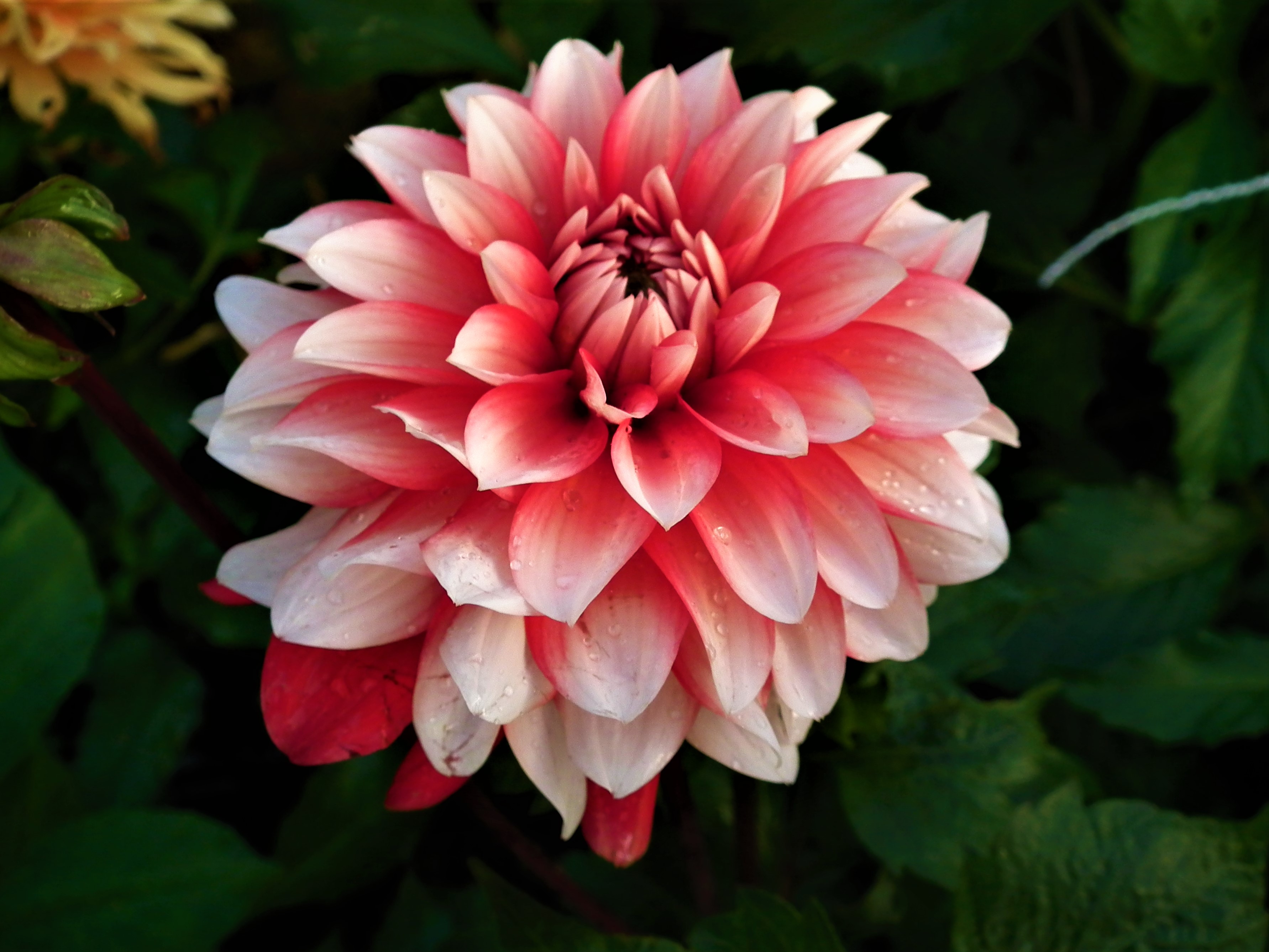 Dahlia Larry's Love